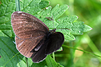 Aphantopus hyperantus